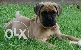 -dog-kennel-pure bull mastiff puppy very low best price in