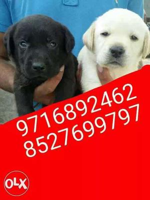 ^^ full healthy ^^ Labrador pups sell in our petshop