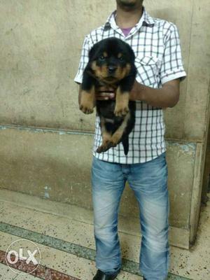 008 rottweiler puppy Best quality available..