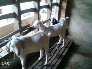 1 black & 2 white goat in 7 month