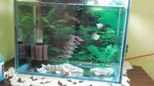 1 ft fish tank