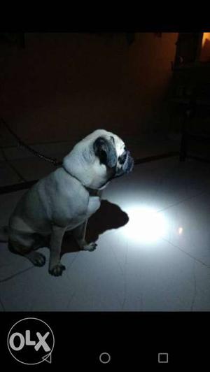 1 year old female pug for sale