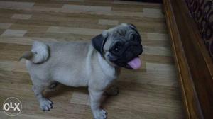 10 months old female pug puppy for just 