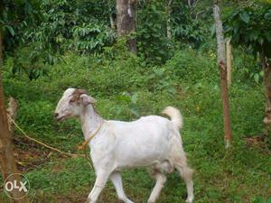 10 nos Malabari Goats for sale