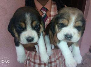 11 Indirapuram Pet shop All types of Dog puppies available