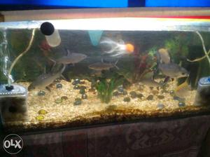 2.5 feet aquarium with pump stone filter