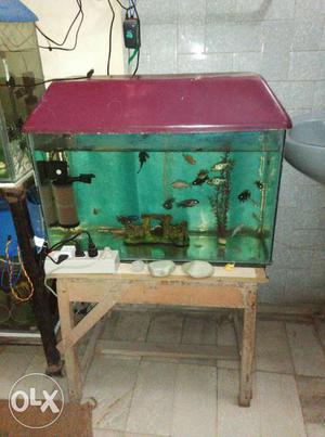 2.5ft aquarium with 20 african cichilds with