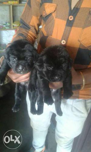 2 Back Labrador Puppies