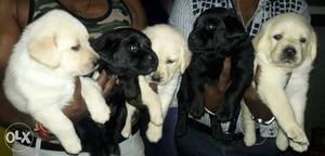 2 Black And 3 Yellow Labrador Retriever Puppies