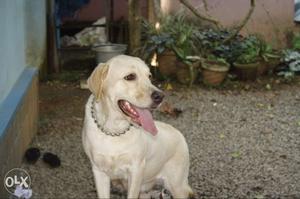 2 years old,certified female labrador.very