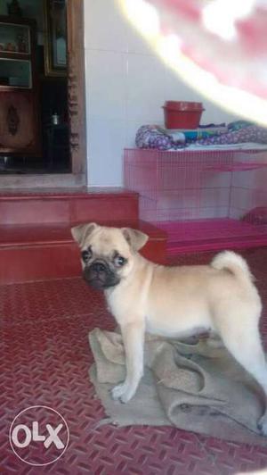 3 month old pug 4 vaccine done interested can call