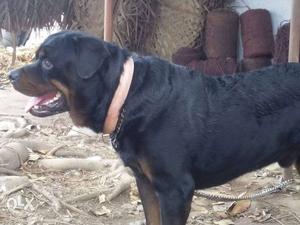 3 years rott proven male for sale with