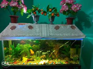 3/1feet aquarium with stand &all accessories