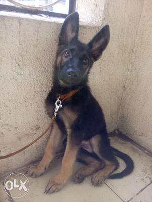 4 months old Male German Shepherd puppy for