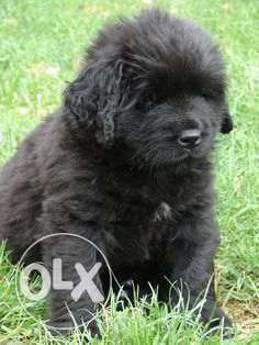 40 days old, active in healthy Newfoundland puppy for sell
