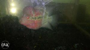 5-6inch Flowerhorn Fish