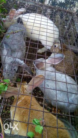 5 Rabbits In Alappuzha