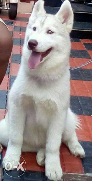 5 months old Siberian husky male pup from top import line