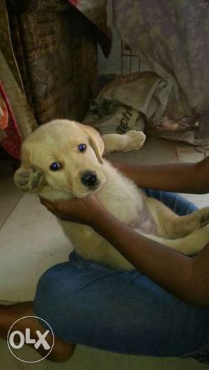 50days old... female labra puppies