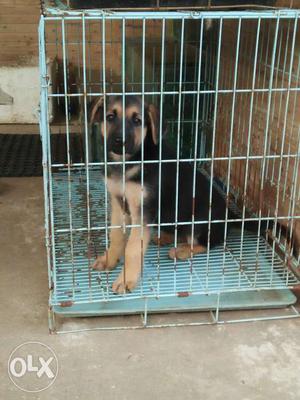 54 days old Gsd female pup for sale.