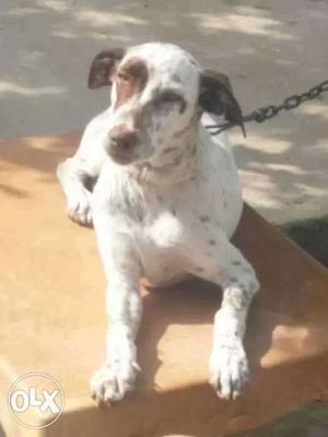 6months old brown dates Dalmatian male blue eyes