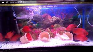 7 Blood Parrotfishes,Red in color, active and