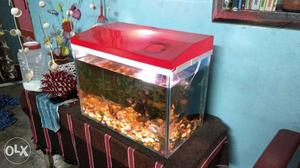 9 fishes, 1 oxygen pump with water filteration,