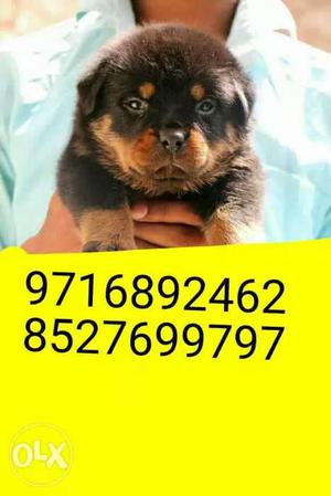 A-1 (Rottweiler puppies and all types puppies sell in