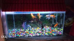 A 2*1 Fish Tank having nine fishes,oxygen filter