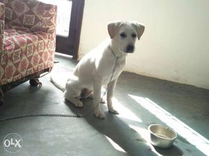 A female white labra of 5 months is very active.