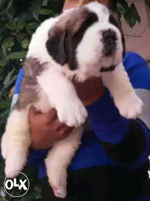 AHMDABADI:-- Home Breed's" All Puppeis Pets Deal