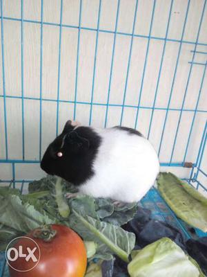 Active and healthy, short sized female ginipig