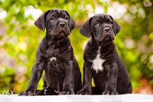 Active kennel + Cane Corso puppies for have bone super