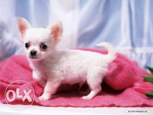 Active kennel:-Chiwawa puppies Good super kci linges bes in