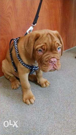 Active kennel + French mastiff puppies super show quality in