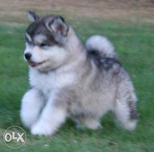 Active kennel in Best Husky puppies good best super kci