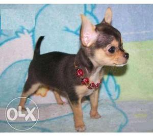 Active kennel in Best chiwawa puppy SUper Gud linges in for