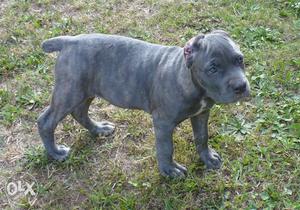 Active kennel in Cane corso puppies Super healthy active in
