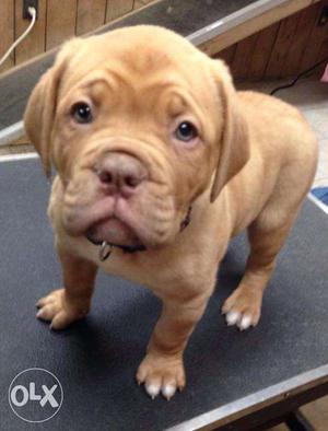 Active kennel in Imported line French mastiff puppies good
