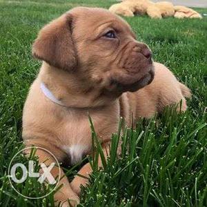 Active kennel in Imported linge French mastiff puppies good