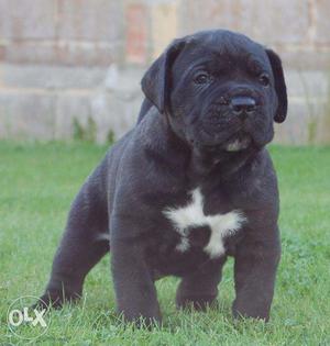 Active kennel in SUper Best Super We Have cane corso puppies