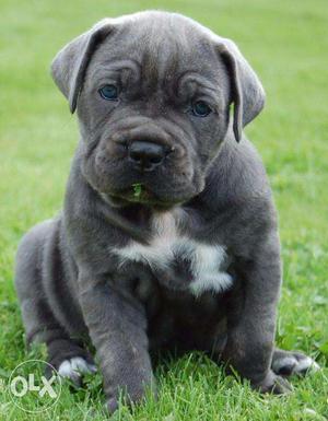 Active kennel:- in Super b top Cane corso puppies good for