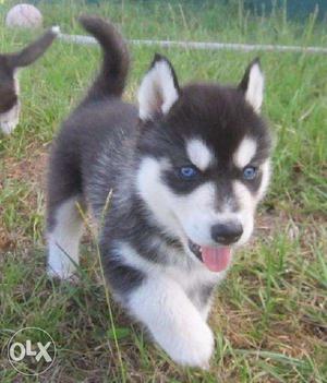 Active kennel in Very Gud male SUper Good Husky puppies male