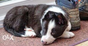 Active kennel in Very Super Best Male border collie puppies