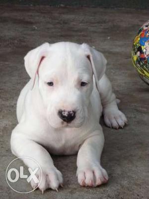 Active kennel in Very super good line Dogo Argentino puppies