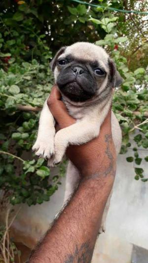 # Adorable PUG # puppies avble with us.