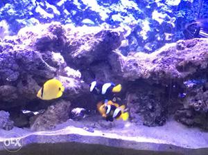 All Imported angel marine fishes at give away price