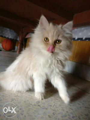 All colour persian kittens available for sell...