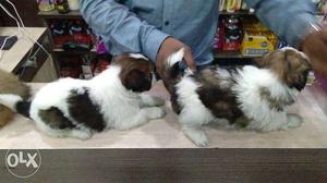 Amazing pet shop offer very good quality lasha