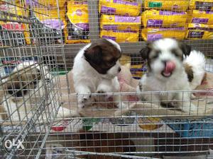 Amazing pet shop offer very good quality quite